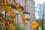 Lib Dems in Edinburgh South have managed to co-ordinate the colour of their placards with the local flora.