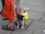 Liberal Democrats (and support dog) campaigning outside ASDA in Pershore, Worcestershire, 30 April 2010. 